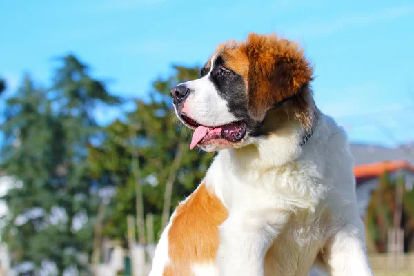 Saint bernard köpeği.