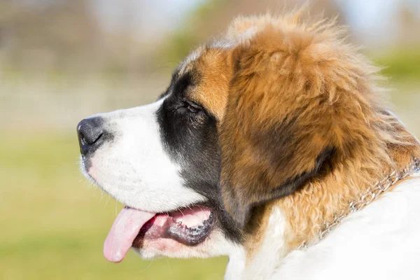 Saint Bernard psí hlava. — Stock fotografie