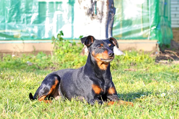 Pinscher köpek açık.