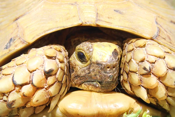 Κέντρισμα thighed χελώνας (Testudo graeca). — Φωτογραφία Αρχείου