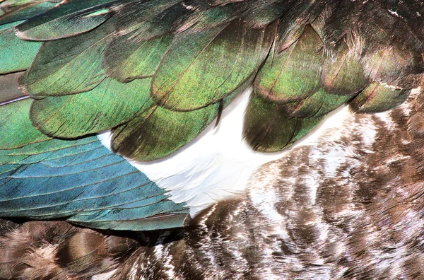 Plumage of Muscovy Duck for background. — Stock Photo, Image