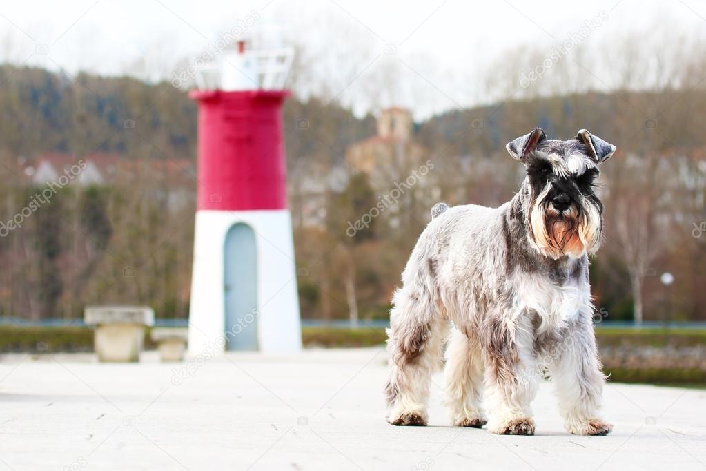 Salt and pepper Schnauzer terrier near lighthouse.