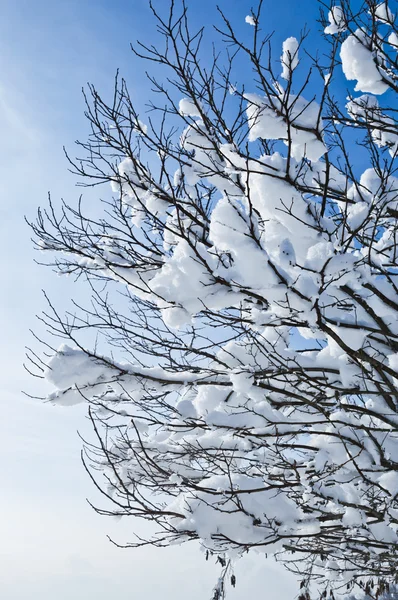 Rama de invierno — Foto de Stock