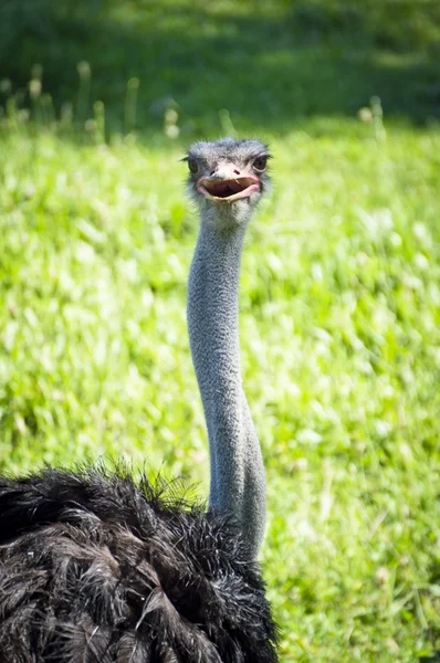 Animal - Emu Stock Picture