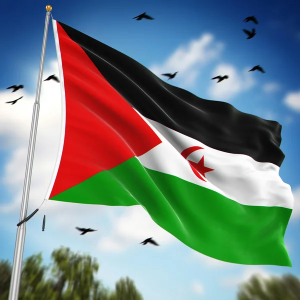 Флаг Сахарской Арабской Демократической Республики — стоковое фото