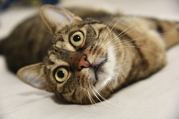 Retrato de gato doméstico — Foto de Stock