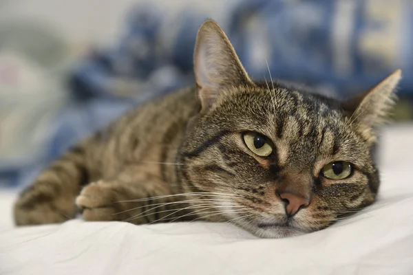 Retrato de gato doméstico — Foto de Stock