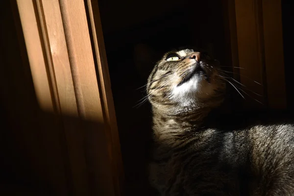 Gato doméstico disfruta del sol — Foto de Stock