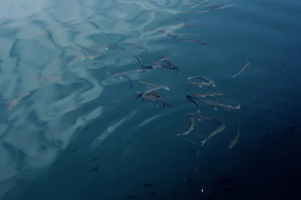 Fischschule in der Marina — Stockfoto