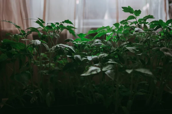 Tomatenzaailingen Turfpotten Voorjaarsplantage Vroege Zaailing Geteeld Uit Zaden Dozen Thuis — Stockfoto