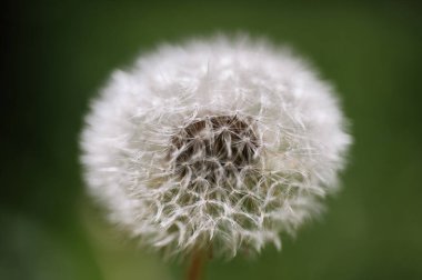 Yaz otlağında karahindiba kabarık arka plan çiçeği