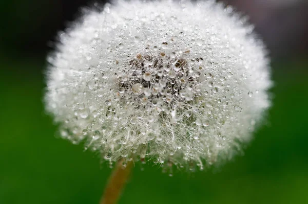 Fluff Dente Leão Com Gotas Água Verão Prado Papel Parede — Fotografia de Stock