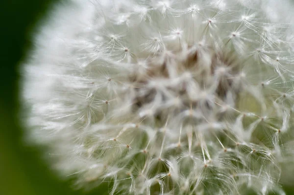 Fluff Dente Leão Verão Prado Papel Parede Fundo Flor — Fotografia de Stock