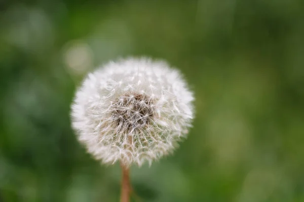 Fluff Dente Leão Verão Prado Papel Parede Fundo Flor — Fotografia de Stock