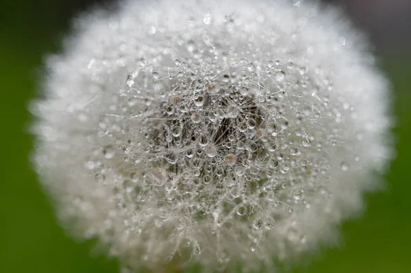 Dandelion Fluff Water Drops Summer Meadow Wallpaper Background Flower — Stock Photo, Image