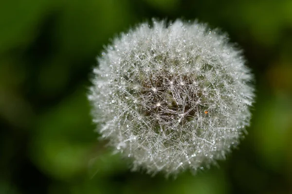 Fluff Dente Leão Com Gotas Água Verão Prado Papel Parede — Fotografia de Stock