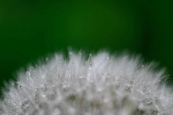 Fluff Dente Leão Com Gotas Água Verão Prado Papel Parede — Fotografia de Stock