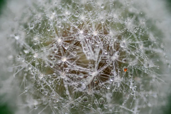 Pelusa Diente León Con Gotas Agua Prado Verano Fondo Pantalla Fotos de stock libres de derechos