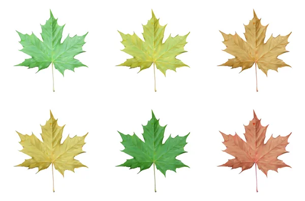 Set of Realistic maple leaves — Stock Vector