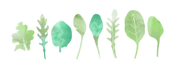 Salatblätter Aquarell Vektorillustration — Stockvektor