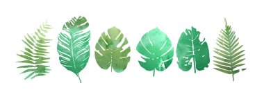 Bir dizi suluboya tropikal bitki yaprağı. Vektör illüstrasyonu