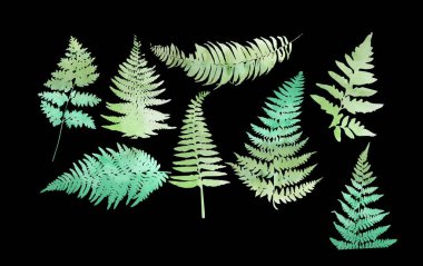 Siyah arka planda izole edilmiş 8 yaprak eğreltiotu kapat. Vektör illüstrasyonu