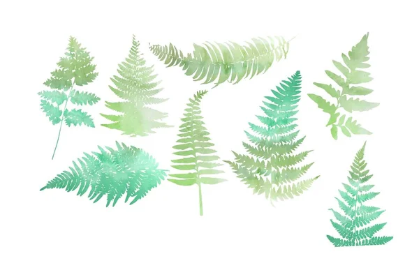 Close Leaf Fern Isolated White Background Vector Illustration — Stock Vector