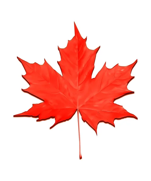 Red maple leaf vector — Stock Vector