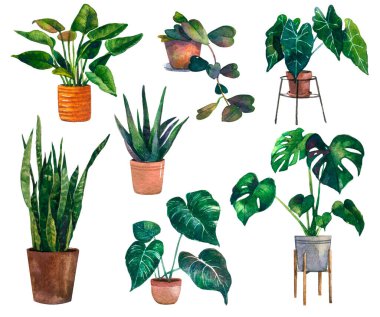 Suluboya vektörü tropikal ev bitkisi, dijital canavar yaprakları, Hoya bitkileri, fitil, palmiye, boho Home Plants, ev dekorasyonu