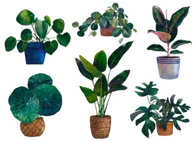Suluboya vektörü tropikal ev bitkisi, dijital canavar yaprakları, Hoya bitkileri, fitil, palmiye, boho Home Plants, ev dekorasyonu