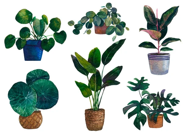 Acuarela Vector Tropical Houseplant Clipart Digital Monstera Leaves Hoya Plants — Archivo Imágenes Vectoriales