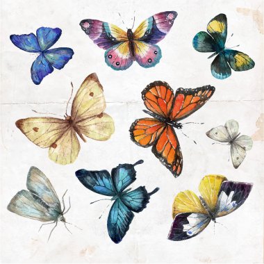 Suluboya kelebekler dizi