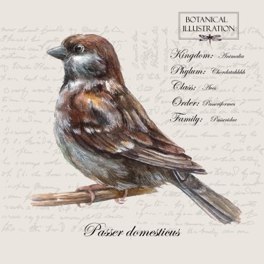 Vintage suluboya el çekilmiş serçe