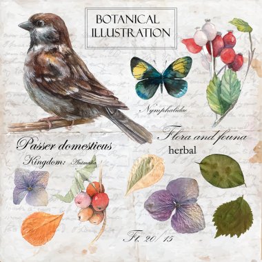 Watercolor sparrow and dry flowers clipart