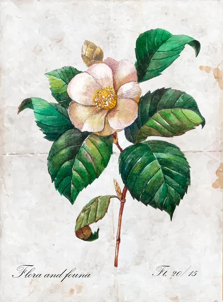 Akvarell hand dras vit ros blomma — Stock vektor