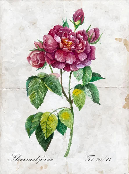 Акварельная роза — стоковый вектор