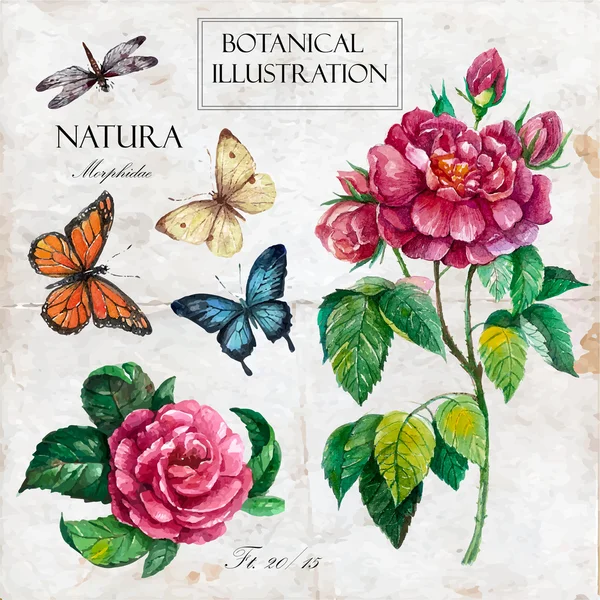 Watercolor botanical vintage style Stock Vector