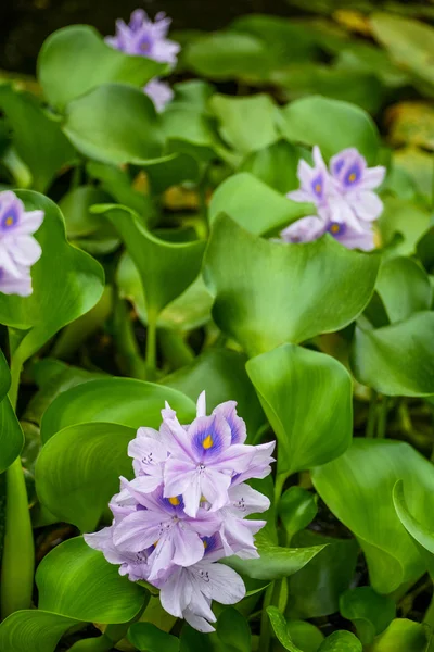 Blumen in der Stadt batumi botanischer Garten (Georgien) — Stockfoto