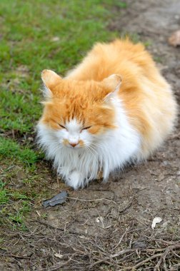 Tüylü kızıl kedi..