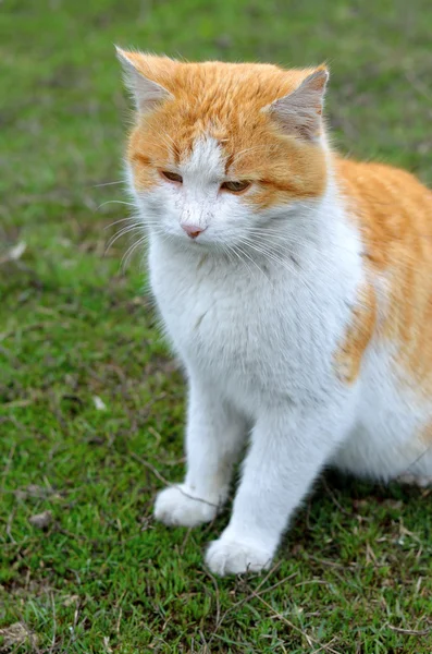 Gatto dai capelli rossi con la pancia bianca seduta sull'erba verde — Foto Stock