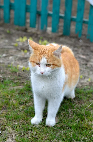 Chat avec beau chert marchant dans la rue . — Photo