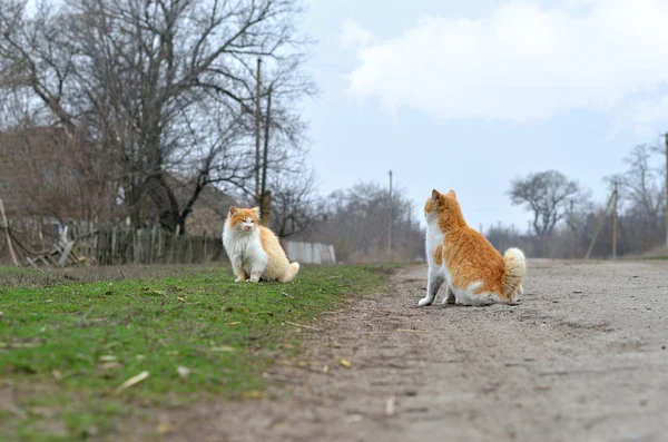 Homeless cats ginger walking in the street. Spring photos. — Stock Photo, Image