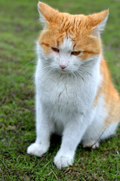 Retrato de un gato pelirrojo esponjoso . —  Fotos de Stock