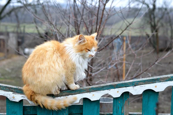 Red cat sitting on the fence. — Stock Photo, Image