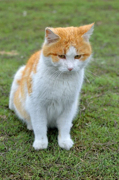 Foto di un bellissimo gatto rossiccio primo piano . — Foto Stock