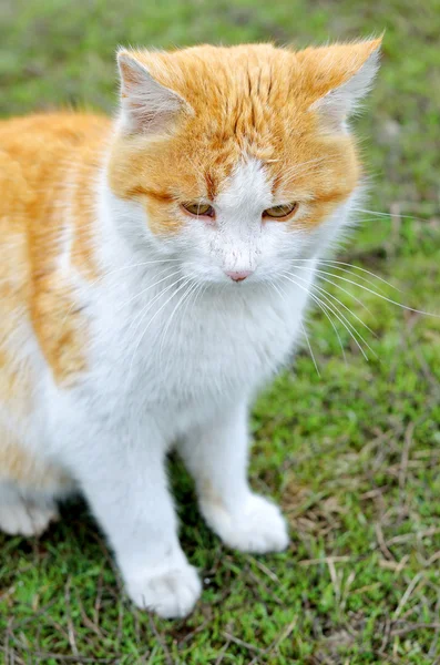 Портрет рудого бродячого кота . — стокове фото