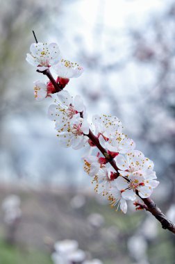 Kayısı ağacı dalı beyaz çiçekli.