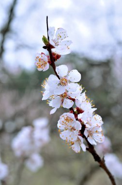 Küçük beyaz çiçekler closeup ile şube.