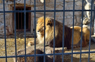 Aslan Hayvanat Bahçesi, yakın çekim fotoğraf.