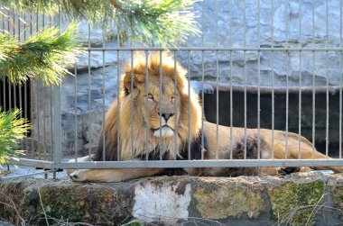 Kabarık bir yele ile güzel bir aslan.